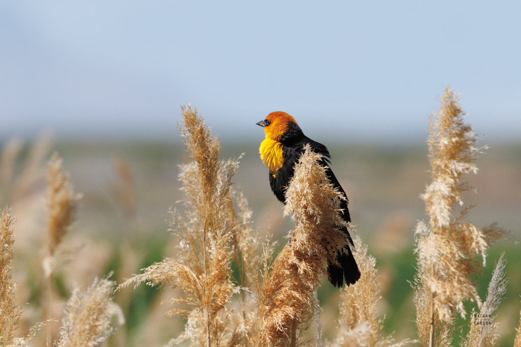 Reproduction of Yellow Headed Blackbird Color by Nathan Larson - Wall Decor Art