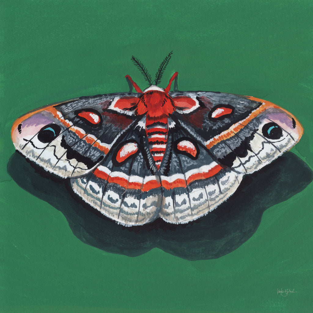 Reproduction of Cecropia Moth by Kate Jarvik Birch - Wall Decor Art