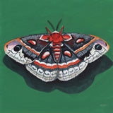 Reproduction of Cecropia Moth by Kate Jarvik Birch - Wall Decor Art