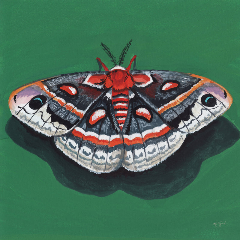 Reproduction of Cecropia Moth by Kate Jarvik Birch - Wall Decor Art