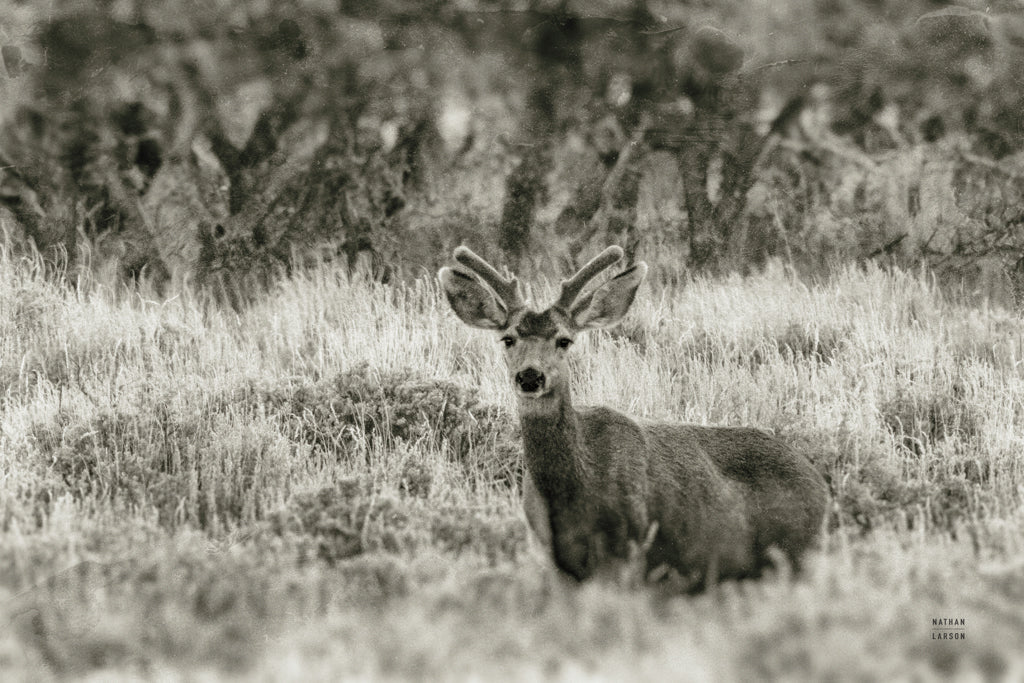 Reproduction of Early Summer Buck by Nathan Larson - Wall Decor Art