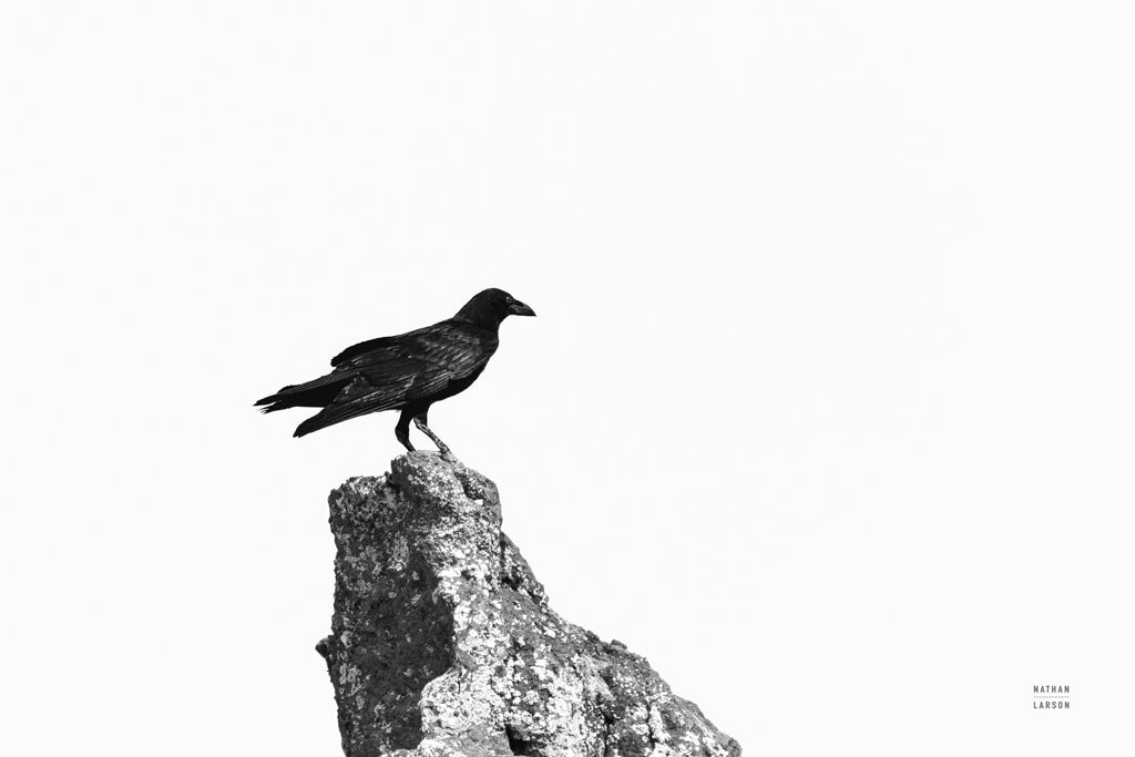 Reproduction of Raven Watch by Nathan Larson - Wall Decor Art