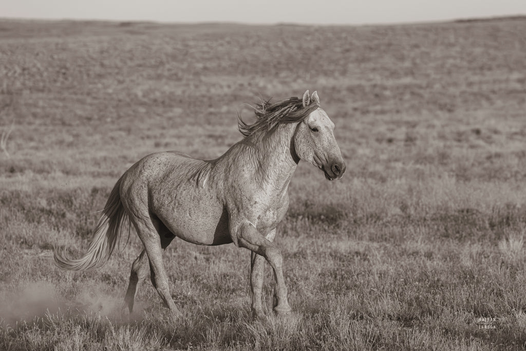 Reproduction of First Out Open Range Sepia by Nathan Larson - Wall Decor Art