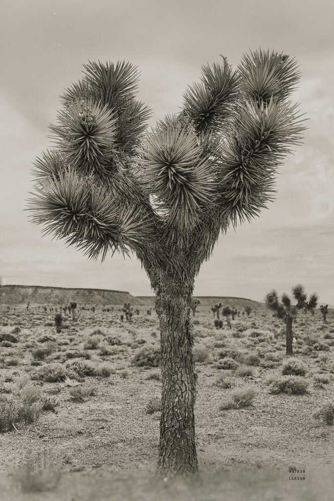 Reproduction of Amargosa Desert by Nathan Larson - Wall Decor Art