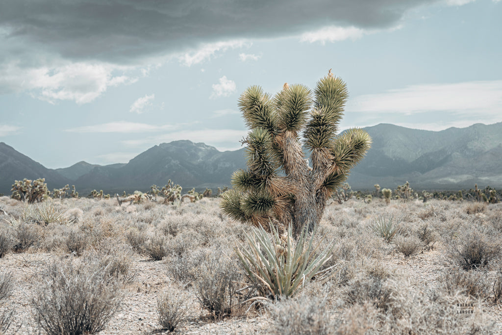 Reproduction of Nevada Turning by Nathan Larson - Wall Decor Art