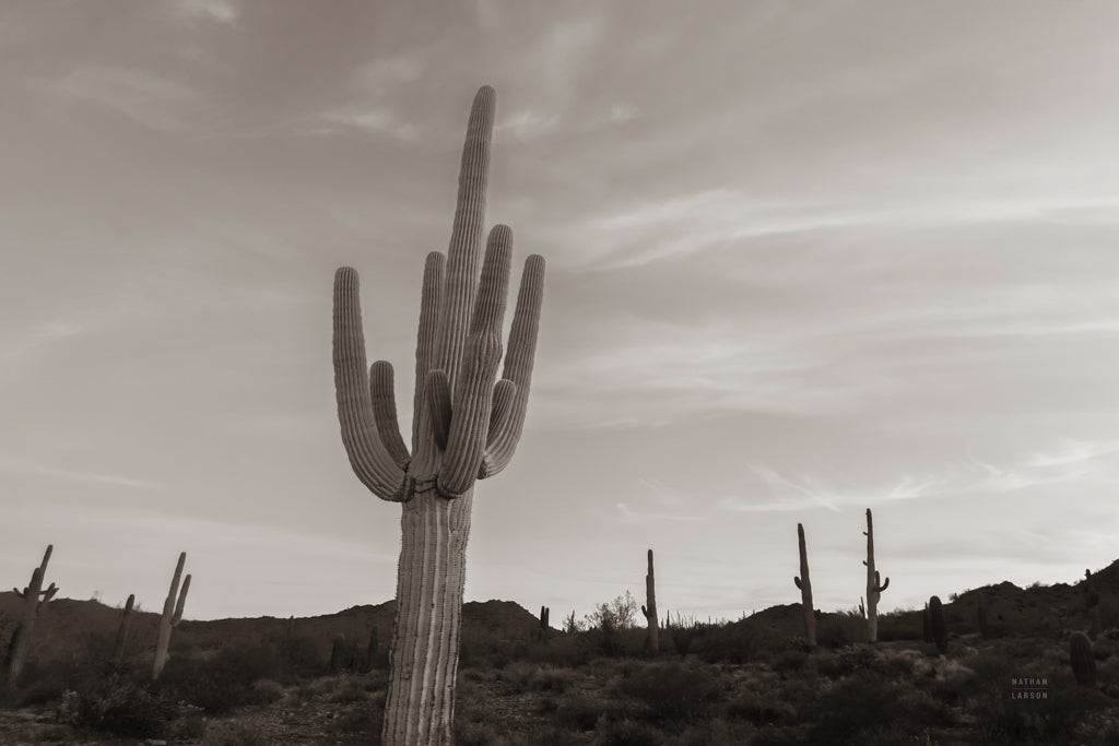 Reproduction of Saguaro Stand by Nathan Larson - Wall Decor Art