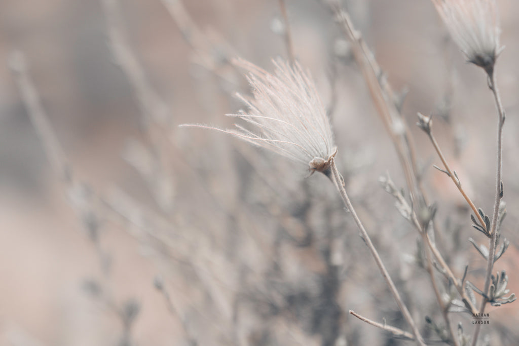 Reproduction of Arizona Apache Plume by Nathan Larson - Wall Decor Art