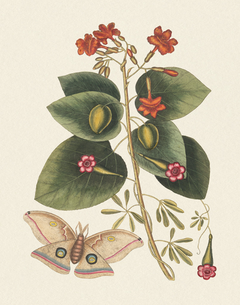 Reproduction of Botanical Butterfly V by Wild Apple Portfolio - Wall Decor Art