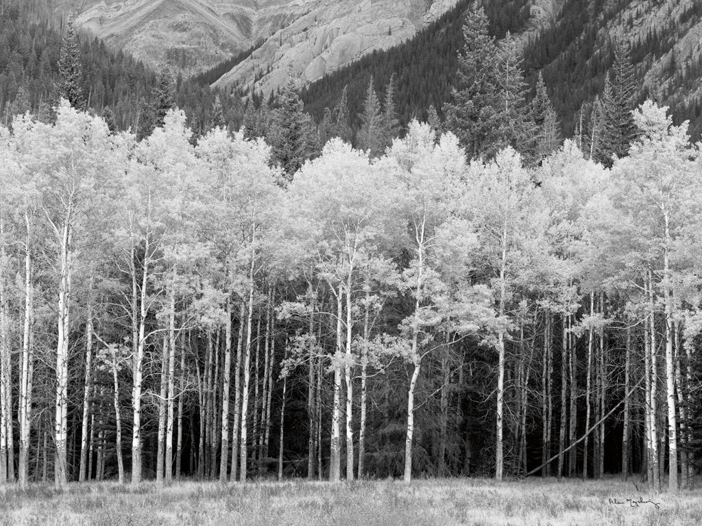Reproduction of View of the Aspen Grove BW by Alan Majchrowicz - Wall Decor Art
