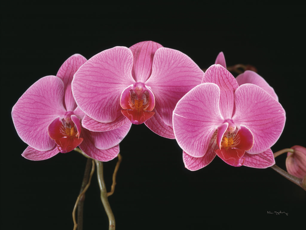 Reproduction of Purple Moth Orchids by Alan Majchrowicz - Wall Decor Art