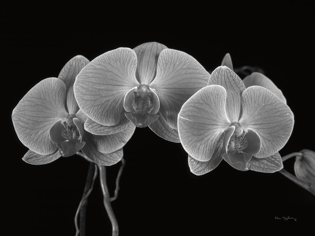 Reproduction of Moth Orchids I by Alan Majchrowicz - Wall Decor Art