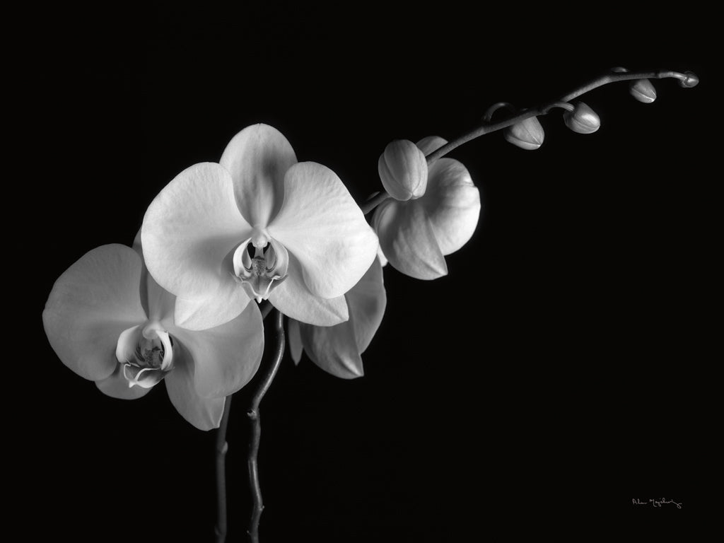 Reproduction of White Orchids II by Alan Majchrowicz - Wall Decor Art