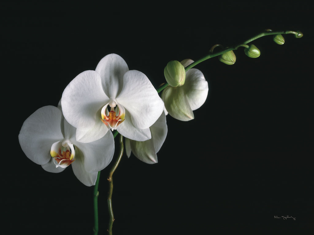Reproduction of White Moth Orchids by Alan Majchrowicz - Wall Decor Art