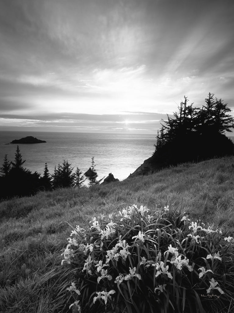 Reproduction of Wild Iris at Sunset BW by Alan Majchrowicz - Wall Decor Art