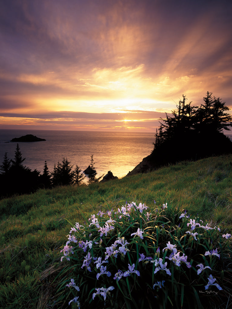 Reproduction of Wild Iris at Sunset by Alan Majchrowicz - Wall Decor Art