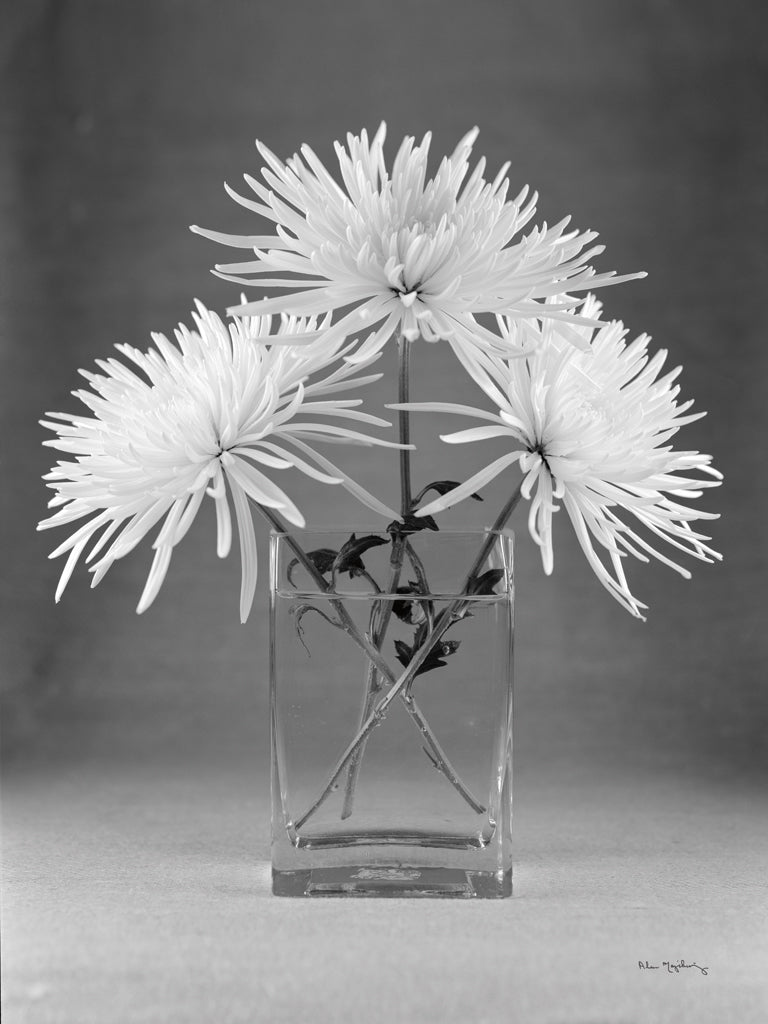 Reproduction of Still Life with Mums by Alan Majchrowicz - Wall Decor Art