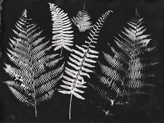 Nature by the Lake Ferns I Black