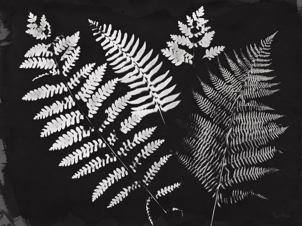 Reproduction of Nature by the Lake Ferns II Black by Piper Rhue - Wall Decor Art