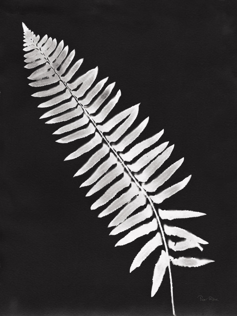 Reproduction of Nature by the Lake Ferns IV Black by Piper Rhue - Wall Decor Art