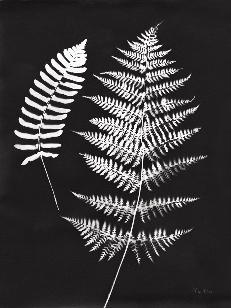Reproduction of Nature by the Lake Ferns V Black by Piper Rhue - Wall Decor Art