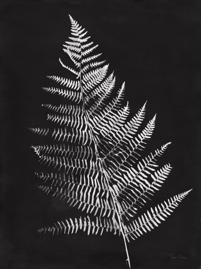 Reproduction of Nature by the Lake Ferns VI Black by Piper Rhue - Wall Decor Art