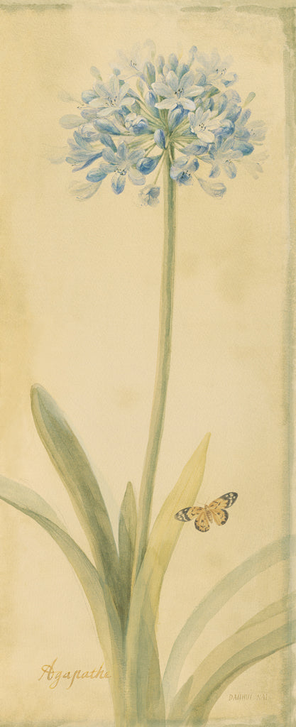 Reproduction of Botanical Agapanthus by Danhui Nai - Wall Decor Art