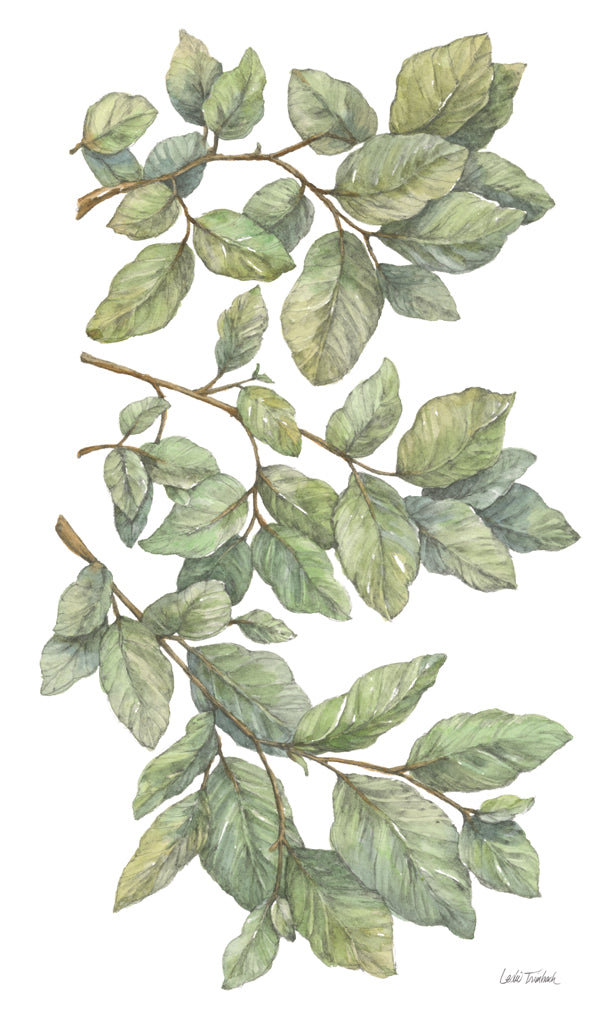 Reproduction of Bird on Branch II by Leslie Trimbach - Wall Decor Art