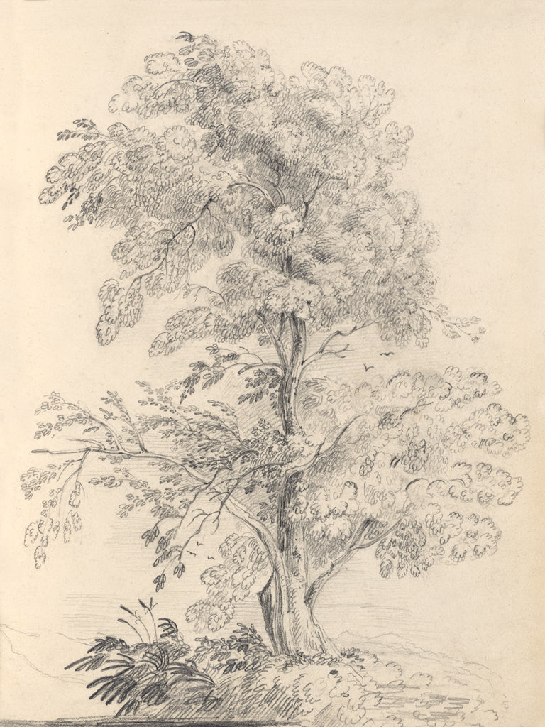 Reproduction of Tree Sketch by Wild Apple Portfolio - Wall Decor Art