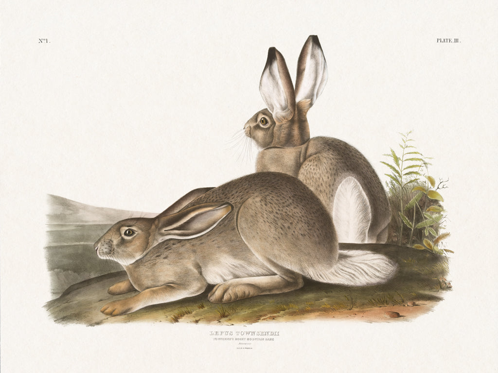 Reproduction of Cottage Hare II by Wild Apple Portfolio - Wall Decor Art