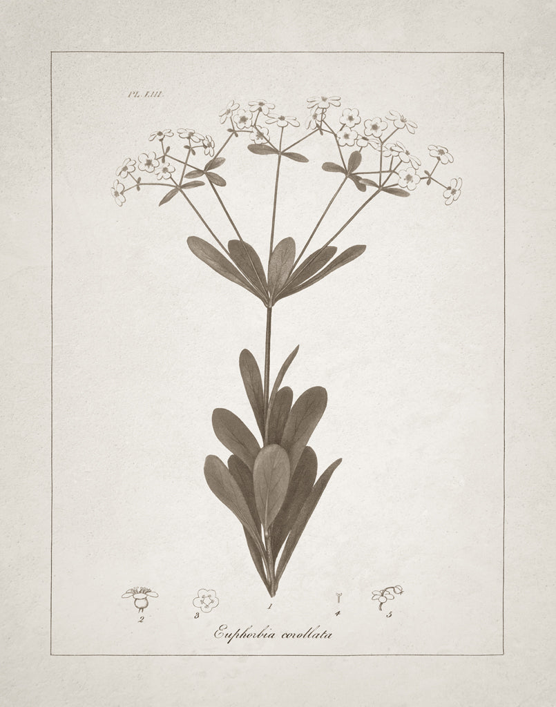 Reproduction of Beautiful Botanical I by Wild Apple Portfolio - Wall Decor Art