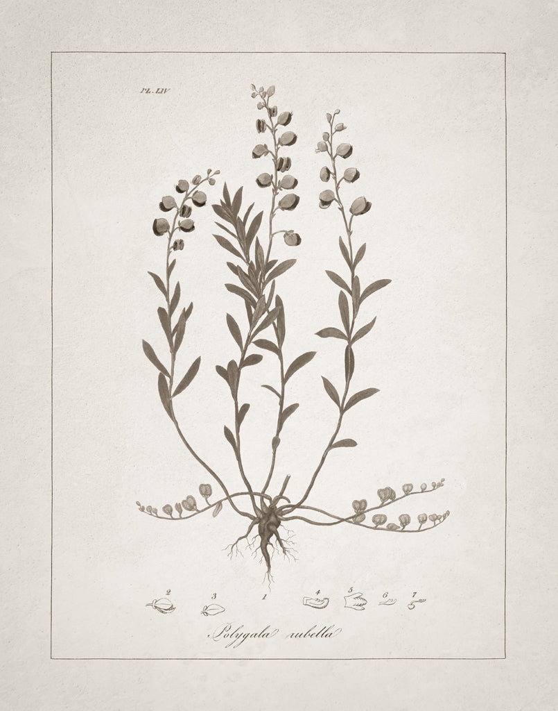 Reproduction of Beautiful Botanical II by Wild Apple Portfolio - Wall Decor Art