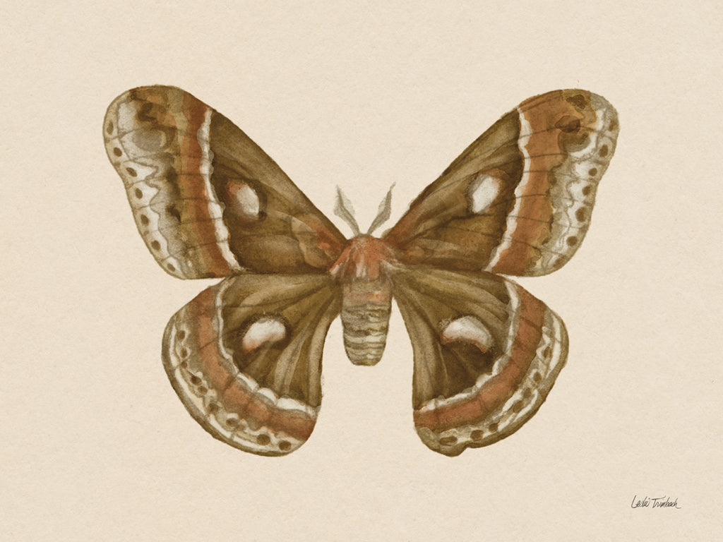 Reproduction of Spooky Halloween Moth I by Leslie Trimbach - Wall Decor Art