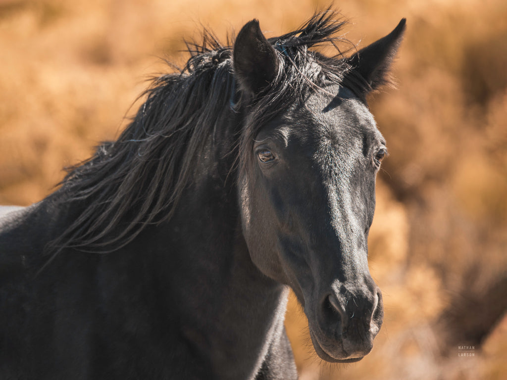 Reproduction of A Horse Called Utah by Nathan Larson - Wall Decor Art