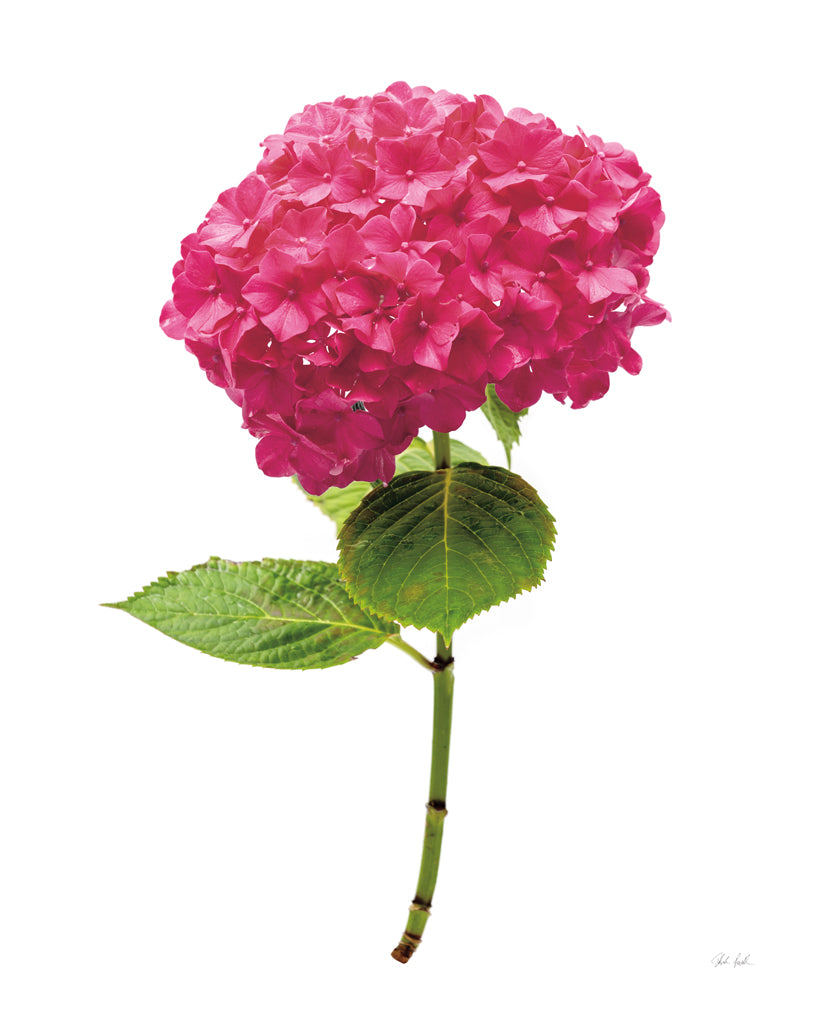 Reproduction of Providence Hydrangea II by Deborah Revell - Wall Decor Art