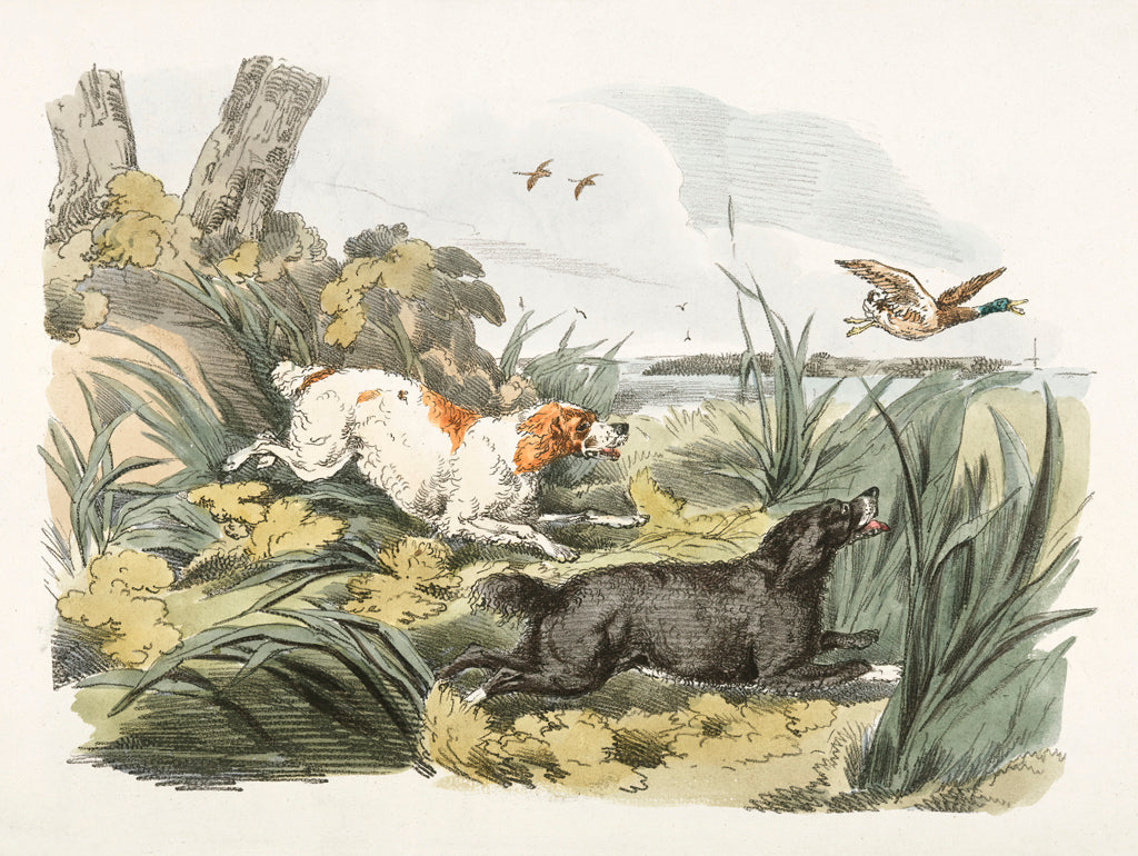 Reproduction of Illustration of Hounds on the Hunt by Public Domain - Wall Decor Art