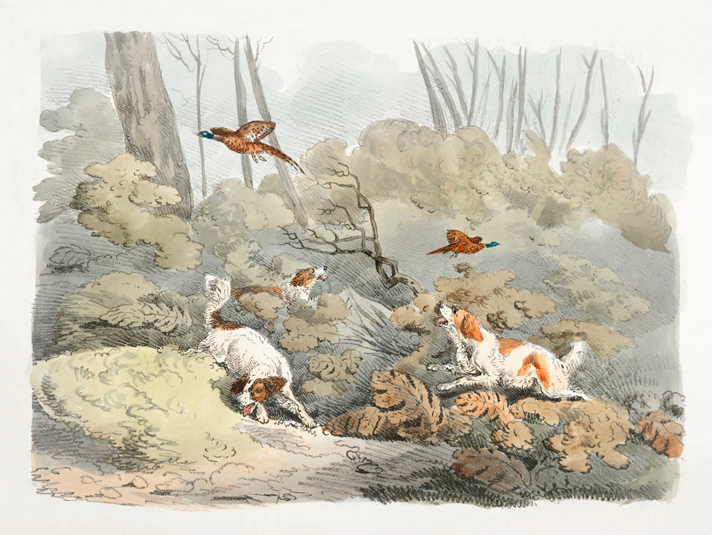 Reproduction of Illustration of Dogs Chasing Pheasants by Public Domain - Wall Decor Art