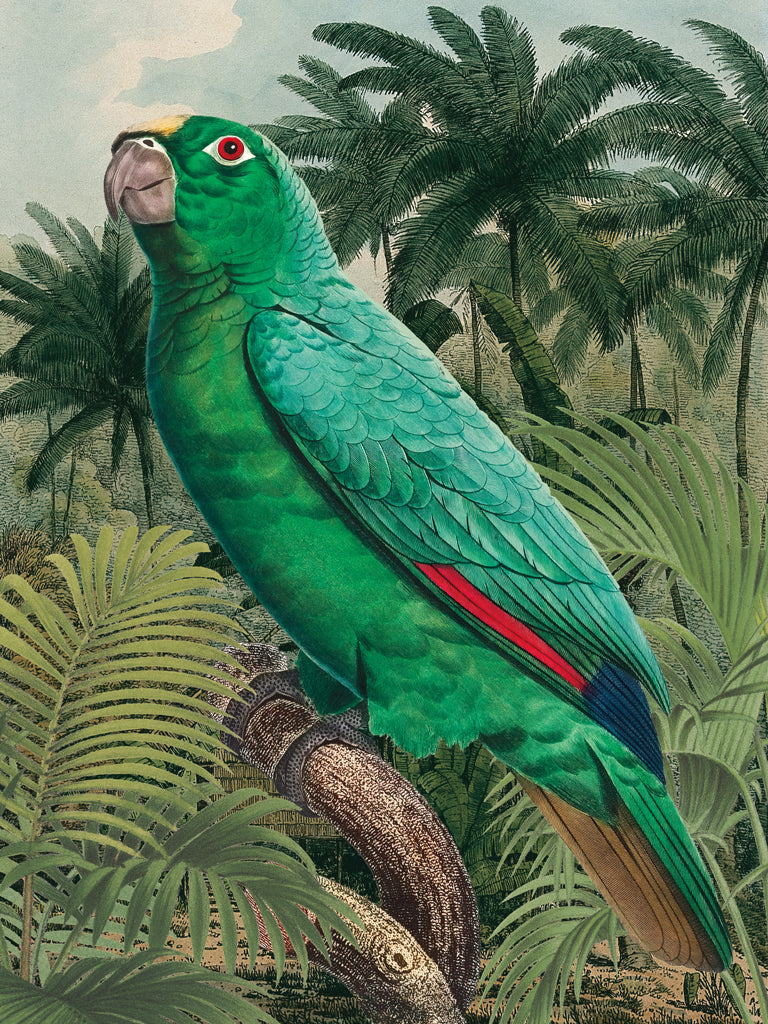 Reproduction of Jungle Parrot II by Wild Apple Portfolio - Wall Decor Art