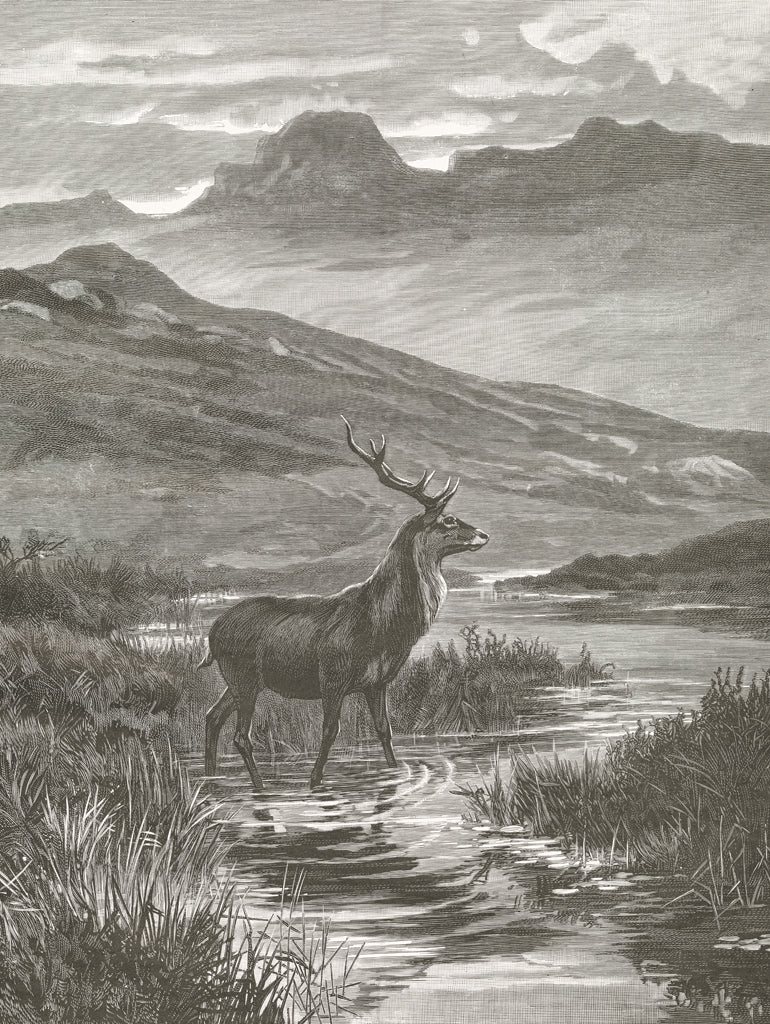 Reproduction of Vintage Stag by Wild Apple Portfolio - Wall Decor Art