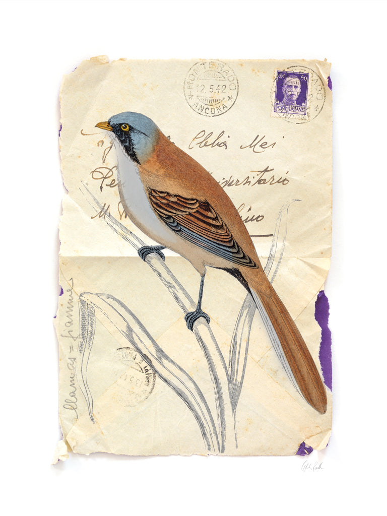 Reproduction of Bearded Tit by Deborah Revell - Wall Decor Art