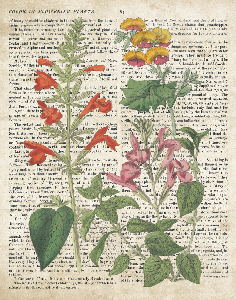 Reproduction of Salvia Florals on Newsprint I by Wild Apple Portfolio - Wall Decor Art