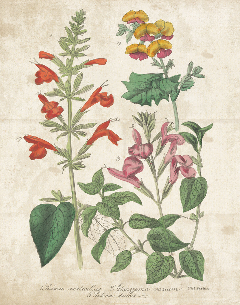 Reproduction of Salvia Florals Vintage I by Wild Apple Portfolio - Wall Decor Art
