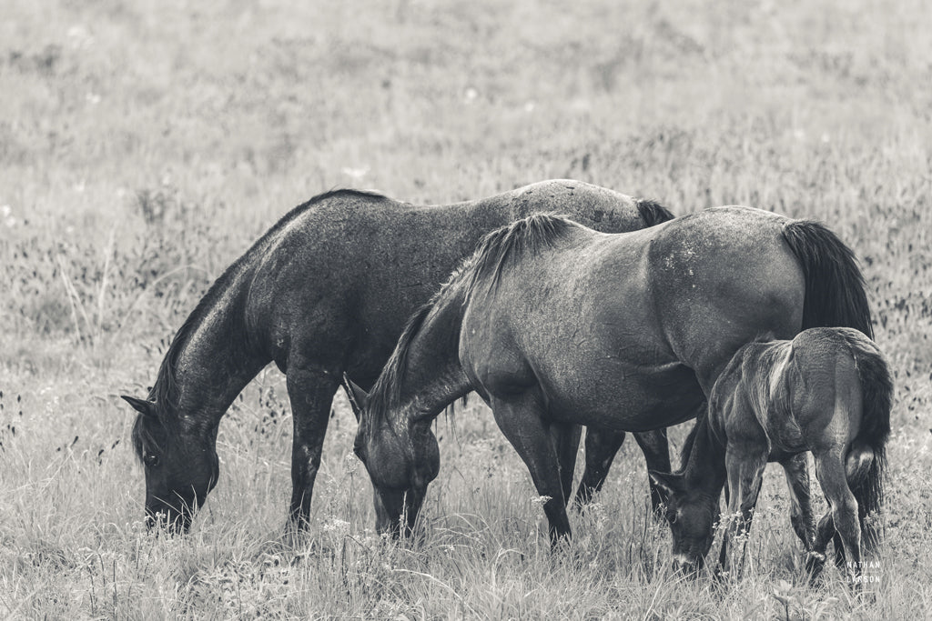 Reproduction of Together BW by Nathan Larson - Wall Decor Art