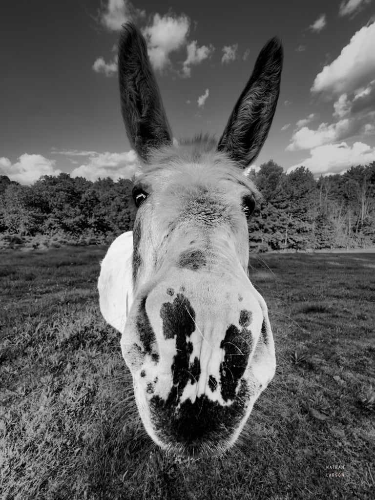 Reproduction of Give Me Treats BW by Nathan Larson - Wall Decor Art