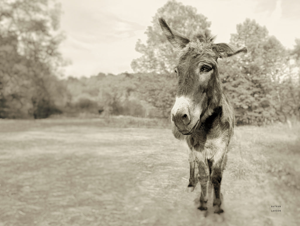 Reproduction of Donkey Tilt Sepia by Nathan Larson - Wall Decor Art