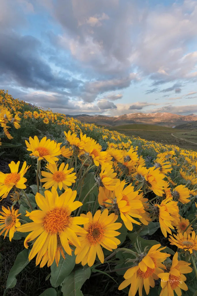 250421 85661 by Alan Majchrowicz. SKU 101141h. Archival Giclee Fine art print for wall decor.