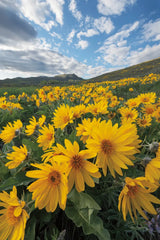 250422 85697 by Alan Majchrowicz. SKU 101139h. Archival Giclee Fine art print for wall decor.