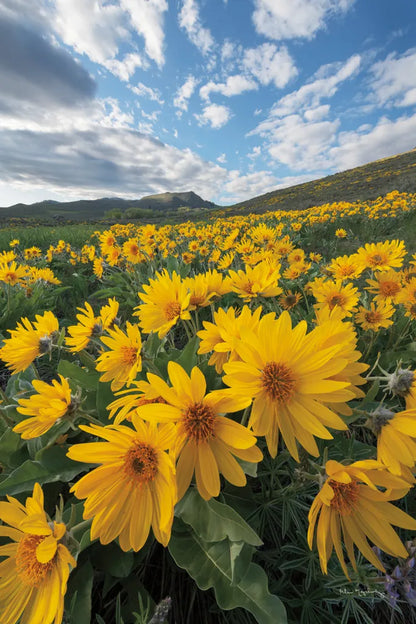 250422 85697 by Alan Majchrowicz. SKU 101139h. Archival Giclee Fine art print for wall decor.