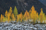 Alpine Larches North Cascades by Alan Majchrowicz. SKU 62396i. Archival Giclee Fine art print for wall decor.