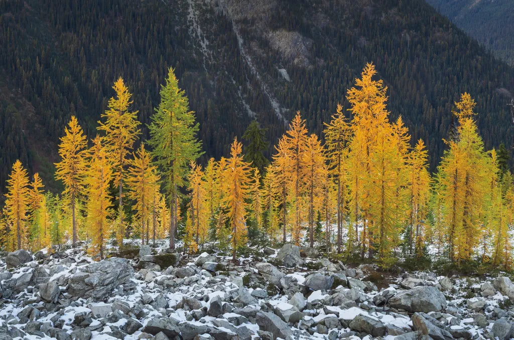 Alpine Larches North Cascades by Alan Majchrowicz. SKU 62396i. Archival Giclee Fine art print for wall decor.