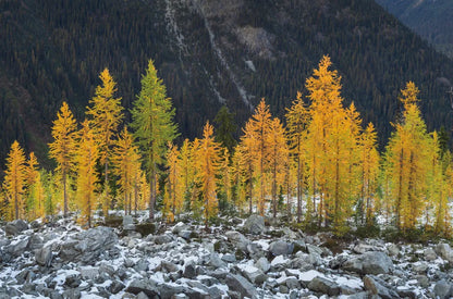 Alpine Larches North Cascades by Alan Majchrowicz. SKU 62396i. Archival Giclee Fine art print for wall decor.